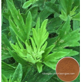 Aiye Leaf Extract /Folium Artemisiae Argyi P.E/argy Wormwood Leaf Extract